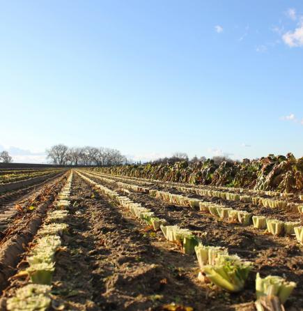 Endive foliage mowed off